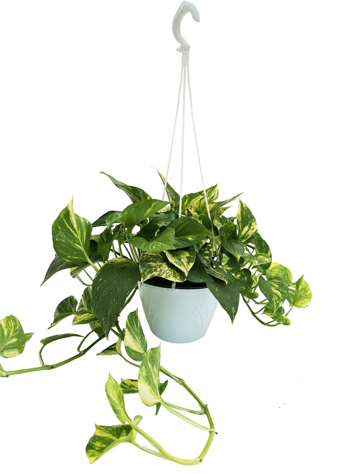 L'immagine mostra una pianta di Pothos (Epipremnum aureum) in un vaso sospeso bianco con un gancio superiore per appenderla. La pianta ha foglie verdi con screziature gialle e un portamento ricadente, con rami che si allungano verso il basso.