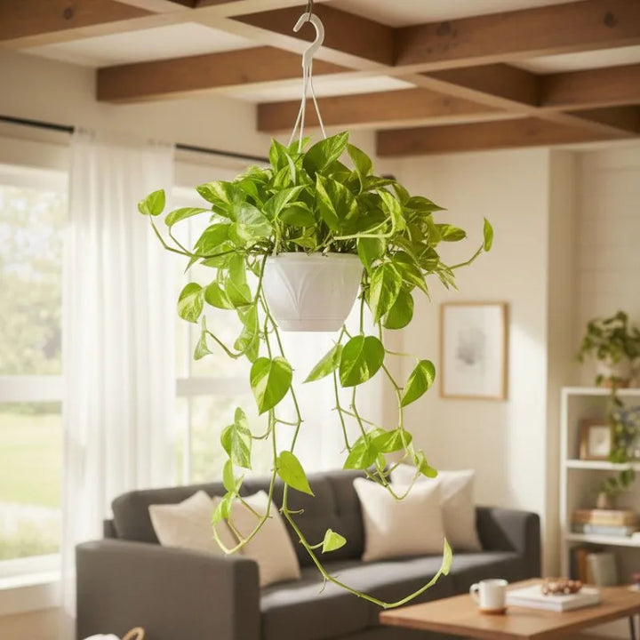 immagine mostra la pianta un un ambiente domestico 