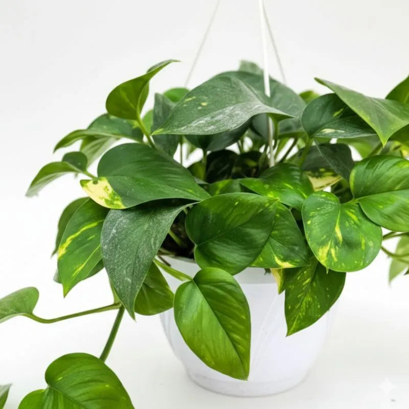 dettaglio sulle foglie della pianta 