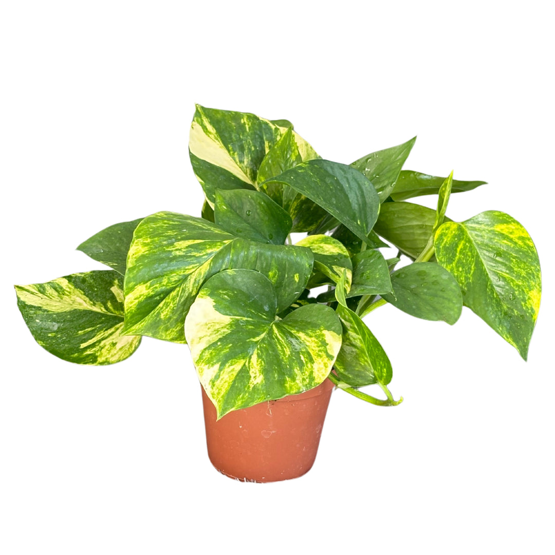 Set di 3 pothos scindapsus aurea D. 12 cm H. 27 cm - i Giardini di Giulia  