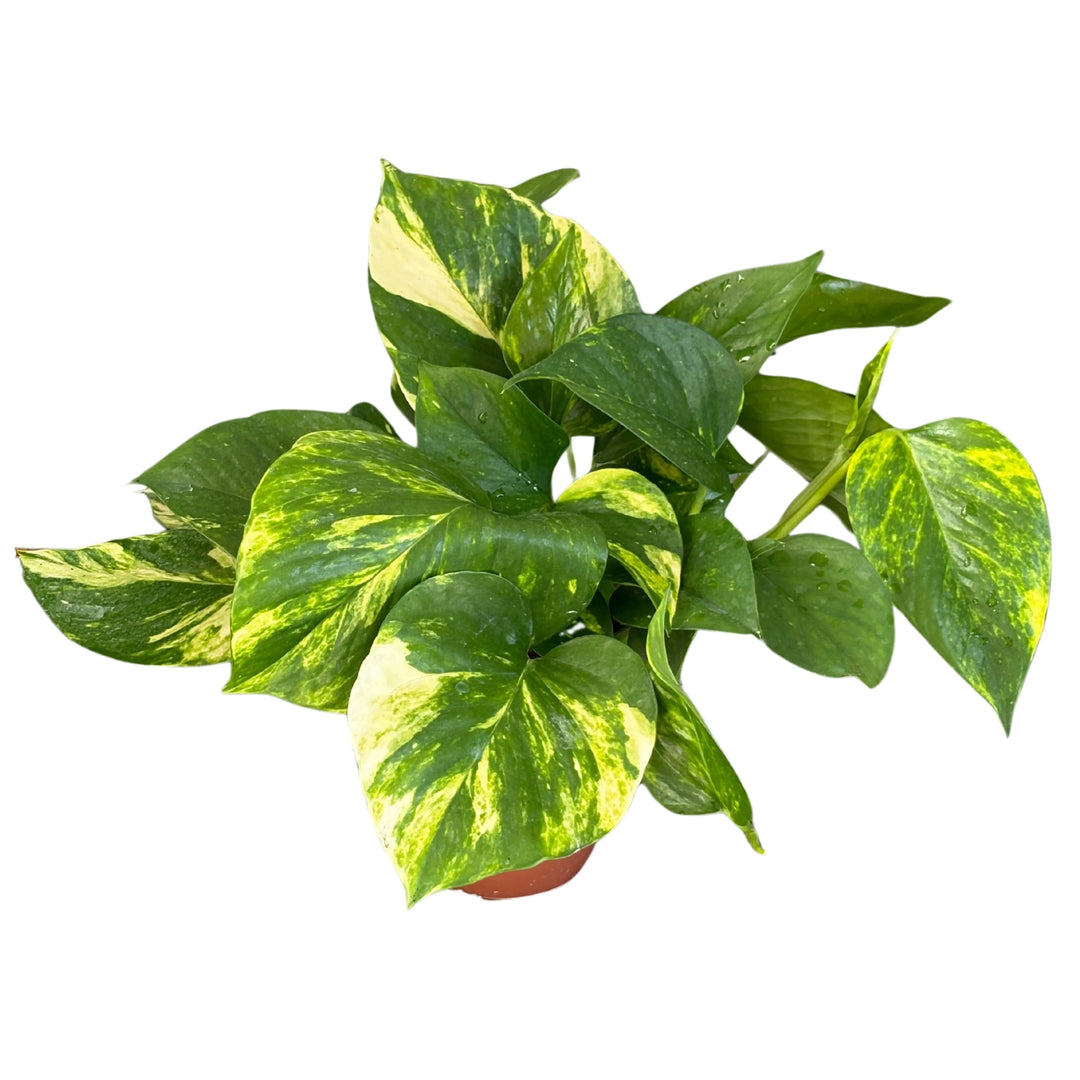 Set di 3 pothos scindapsus aurea D. 12 cm H. 27 cm - i Giardini di Giulia  
