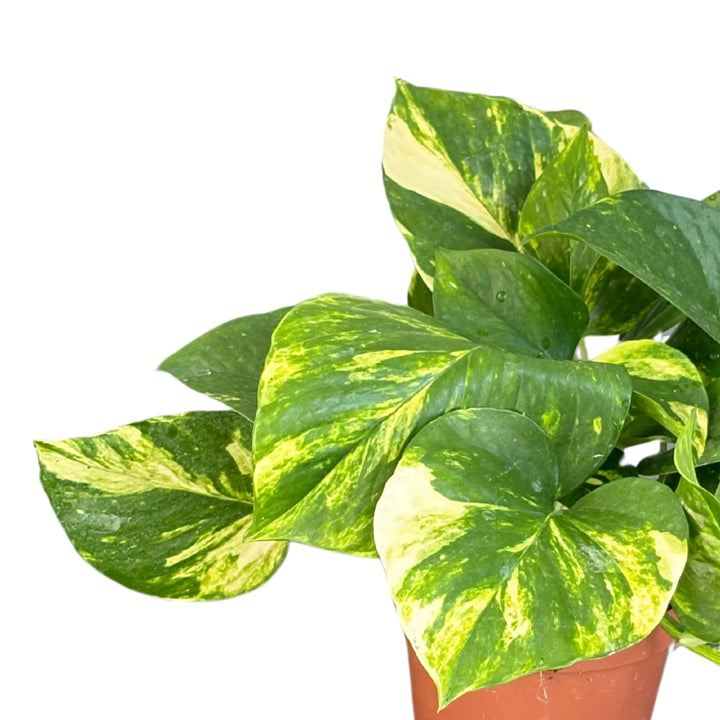 Set di 3 pothos scindapsus aurea D. 12 cm H. 27 cm - i Giardini di Giulia  