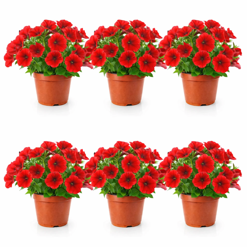 Potunia balcone - Vaso di Potunia con fioritura abbondante su un terrazzo soleggiato, perfetta per il tuo spazio verde