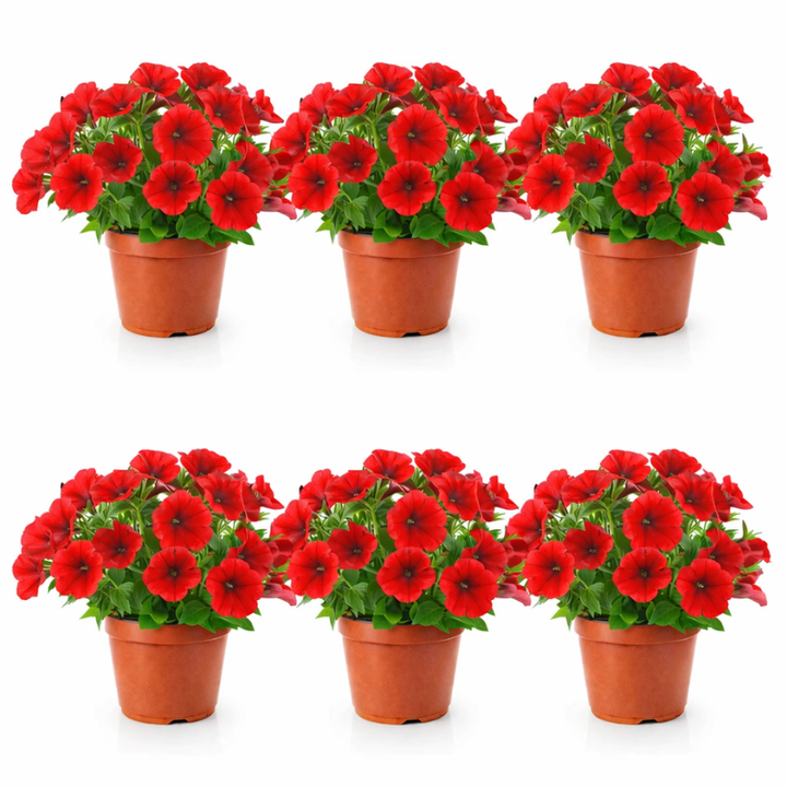 Potunia balcone - Vaso di Potunia con fioritura abbondante su un terrazzo soleggiato, perfetta per il tuo spazio verde