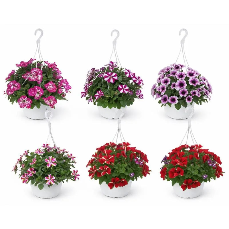 Potunia in vaso basket - Dettaglio dei fiori rosa e foglie verdi