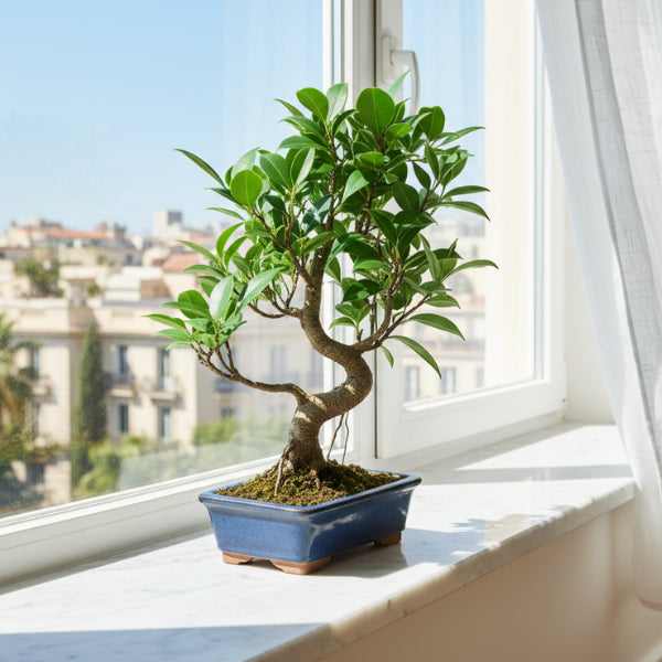 Bonsai Ficus Retusa - dettaglio delle radici aeree sviluppate