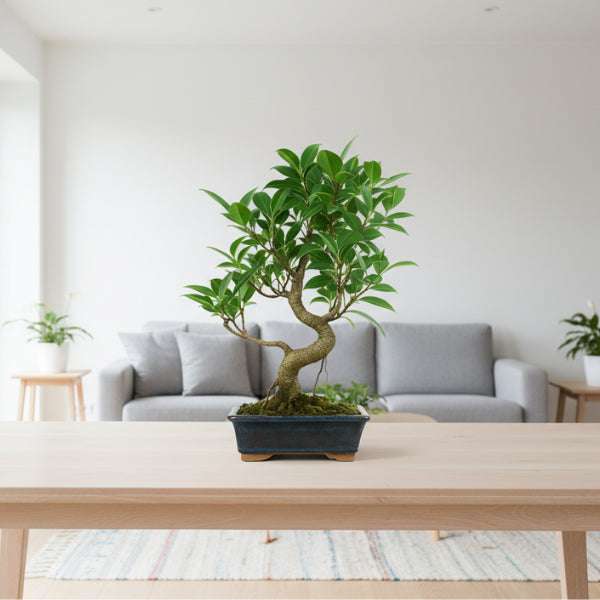 Bonsai Ficus Retusa 8 anni - vista laterale del tronco e della chioma
