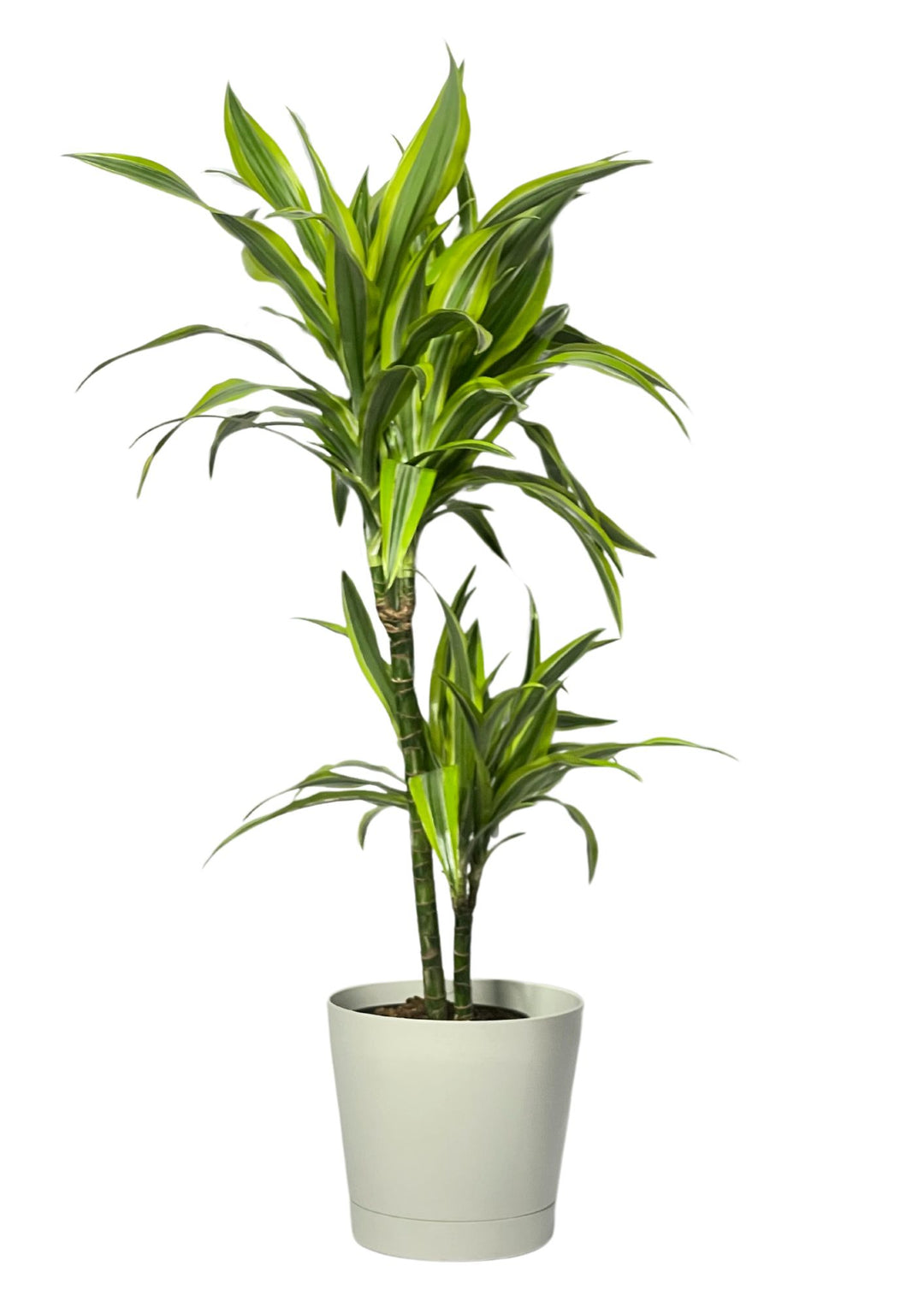 Dracaena 'Lemon Lime' - Altezza Pianta 100 cm, Vaso Diametro 19 cm