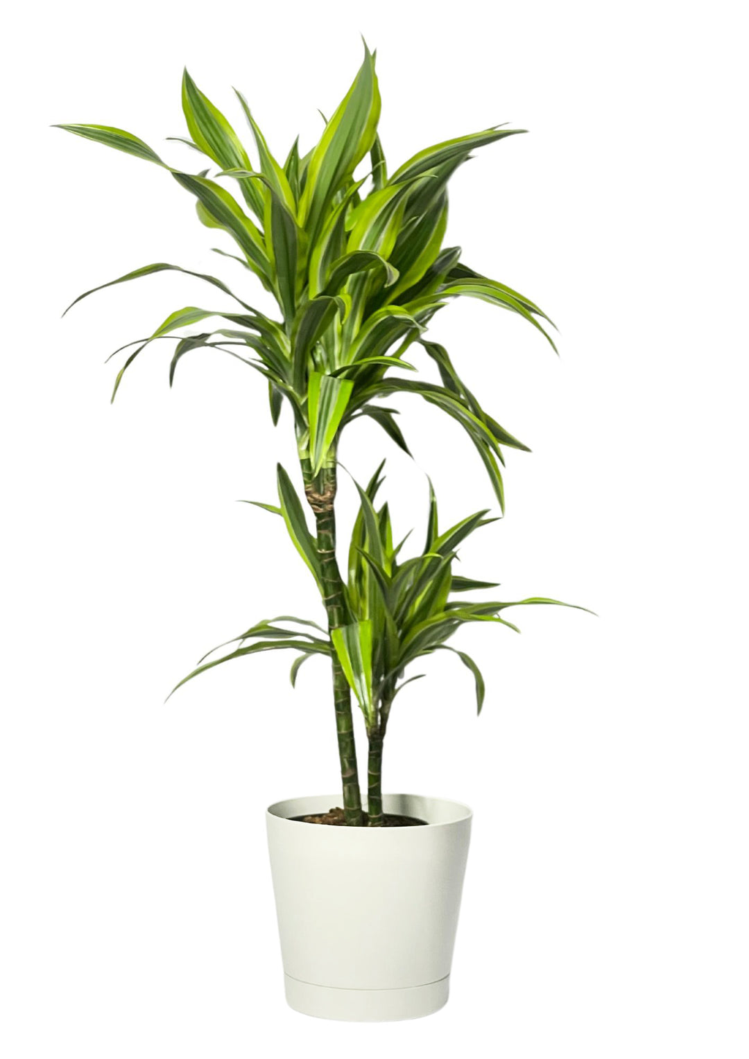 Dracaena 'Lemon Lime' - Altezza Pianta 100 cm, Vaso Diametro 19 cm