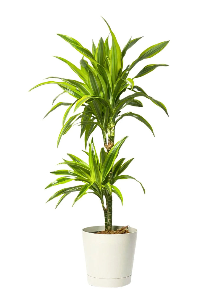 Dracaena 'Lemon Lime' - Altezza Pianta 100 cm, Vaso Diametro 19 cm - i Giardini di Giulia  