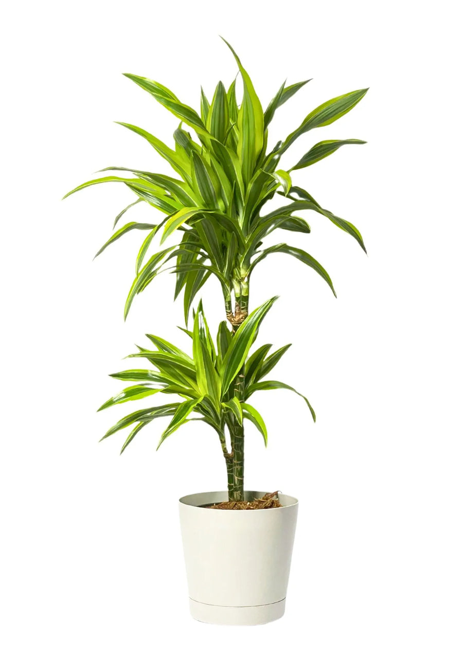 Dracaena 'Lemon Lime' - Altezza Pianta 100 cm, Vaso Diametro 19 cm - i Giardini di Giulia  