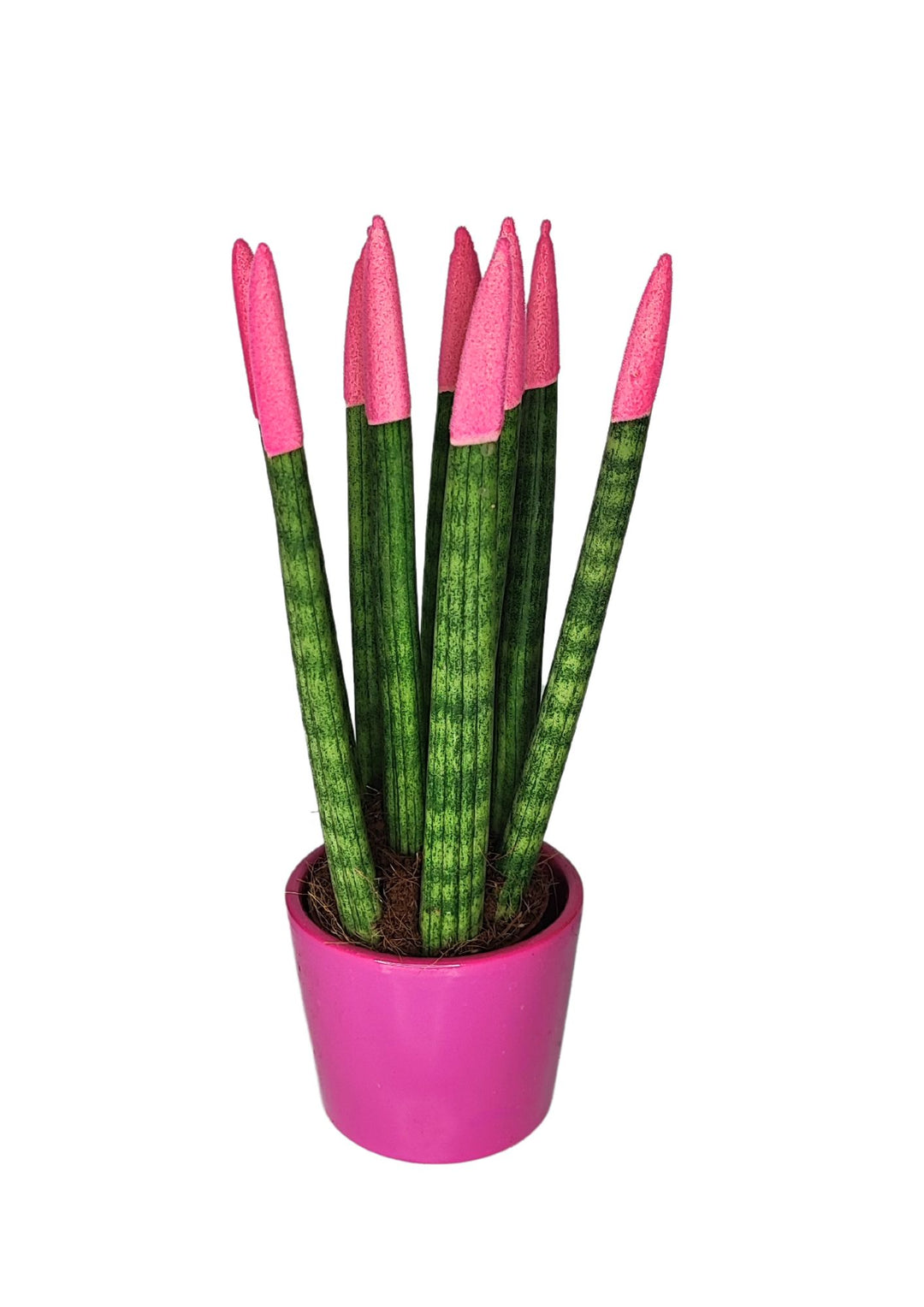 Set di 7 Sansevieria Velvet Touch Mini in Vaso di Ceramica