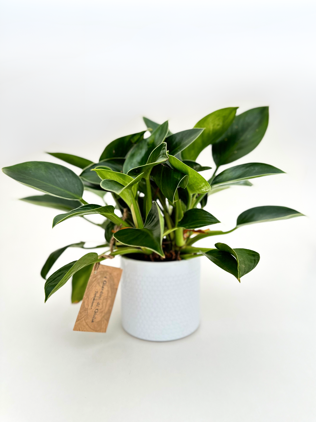 Philodendron Green Princess