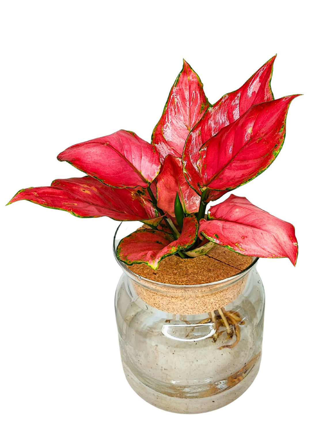 Aglaonema 'Red' in Idrocoltura - Pianta Vera