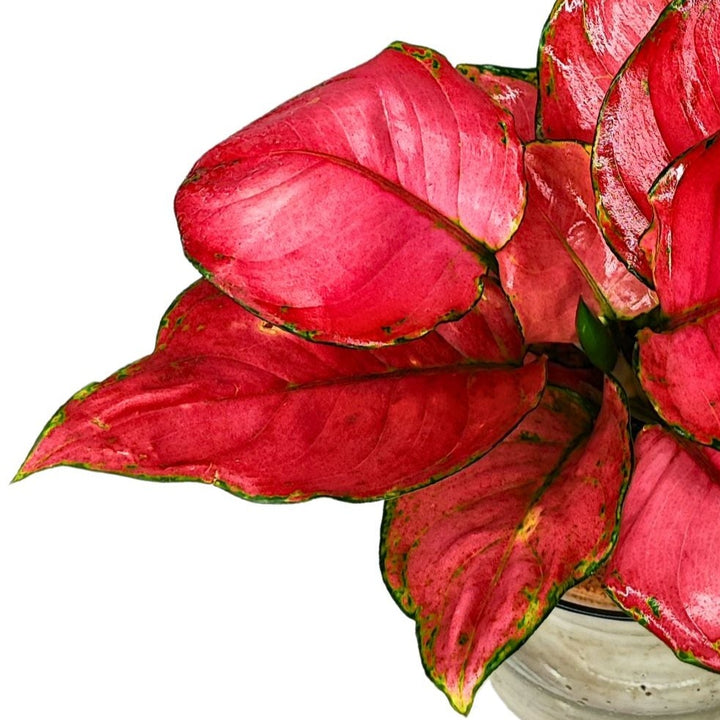 Aglaonema 'Red' in Idrocoltura - Pianta Vera