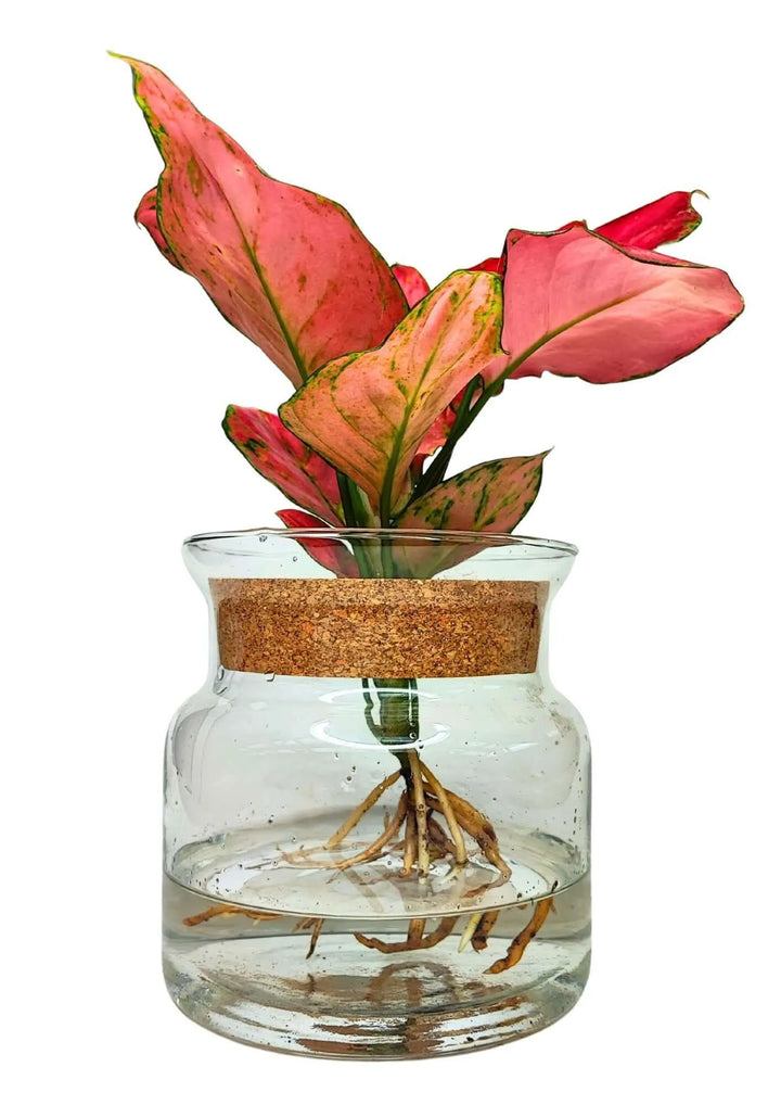 Dettaglio laterale delle foglie rosso acceso dell’Aglaonema Red Anjamani

