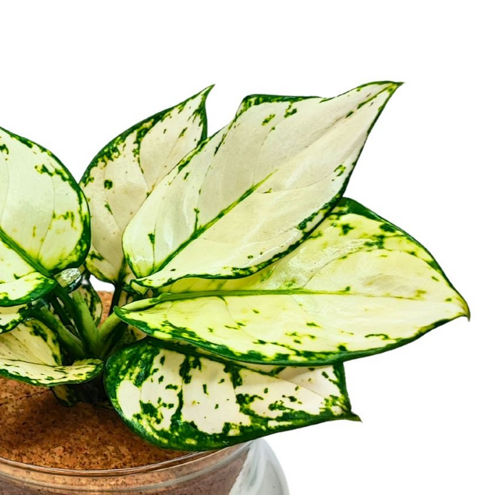 Aglaonema 'White Kiwi' in Idrocoltura - Pianta Vera