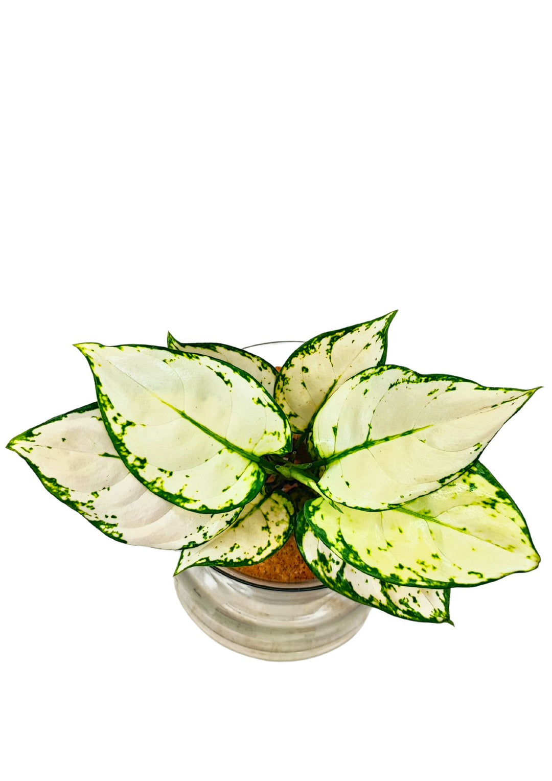 Aglaonema 'White Kiwi' in Idrocoltura - Pianta Vera