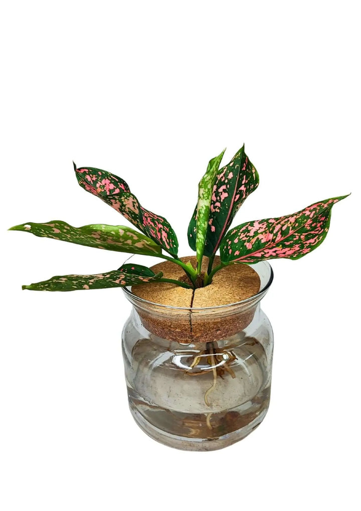 Vista laterale dell’Aglaonema Pink Beauty con radici visibili in acqua

