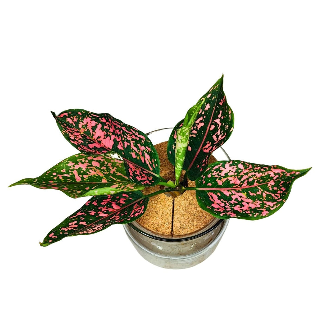 Aglaonema 'Pink Beauty' in Idrocoltura - Pianta Vera