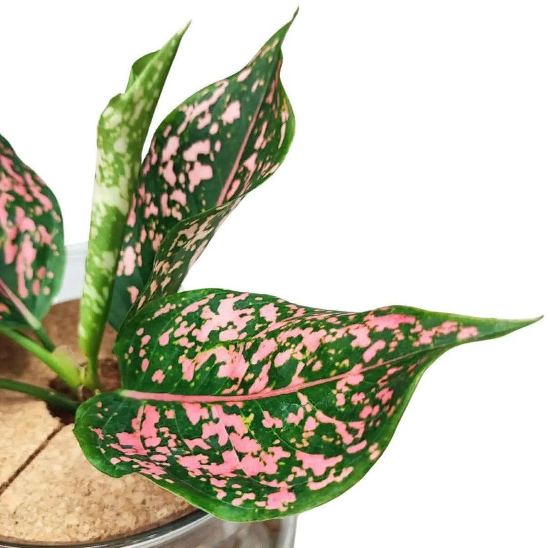 Dettaglio foglia Aglaonema Pink Beauty con venature rosa su fondo verde

