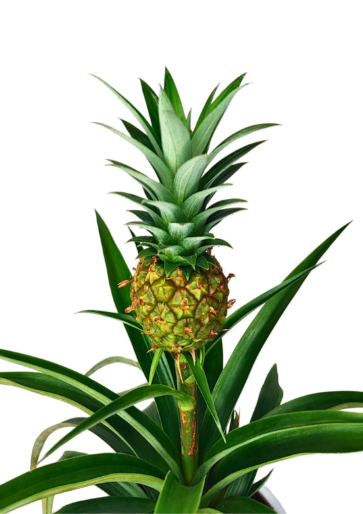 Primo piano del frutto di una pianta di ananas, ancora attaccato alla pianta. Il frutto è verde e non ancora maturo, sormontato da un ciuffo di foglie corte e appuntite. Le foglie lunghe e strette della pianta si estendono dalla base, incorniciando il frutto centrale. L'immagine mette in risalto i dettagli del frutto e delle foglie, evidenziando l'aspetto esotico e decorativo della pianta.