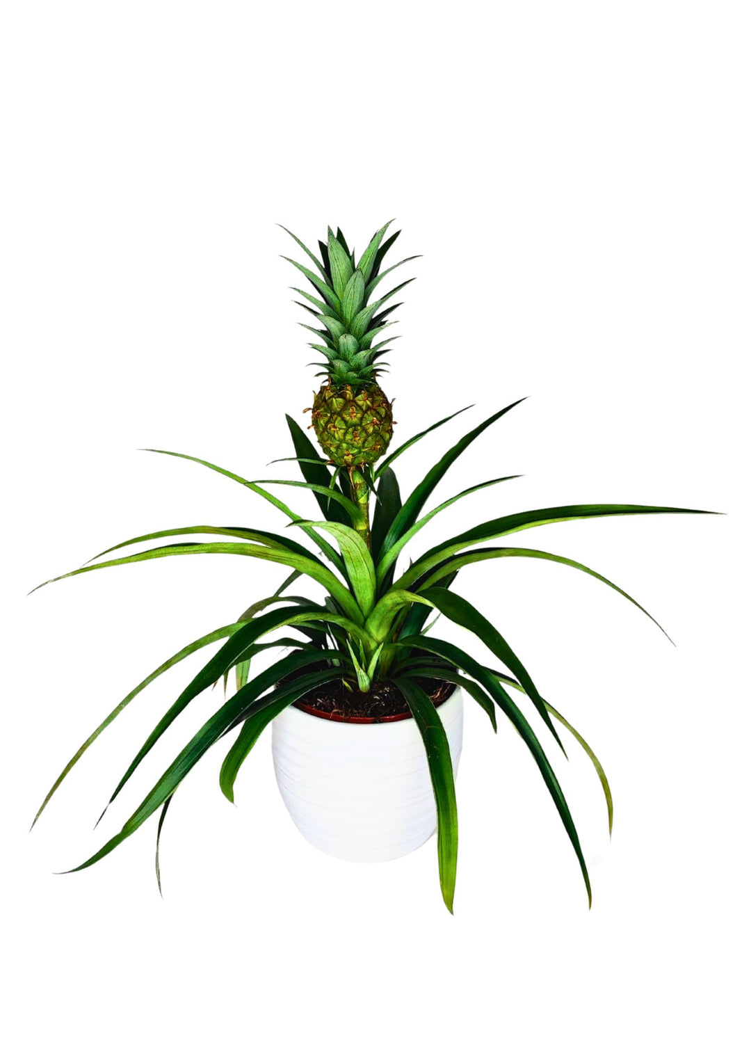 Pianta di ananas in un vaso bianco, con foglie lunghe, strette e appuntite di colore verde intenso. Al centro della pianta, sopra un fusto corto, si trova un frutto di ananas ancora attaccato, circondato da una corona di foglie simili a quelle alla base della pianta. La pianta ha un aspetto esotico e decorativo, con il frutto che aggiunge un elemento interessante e distintivo.