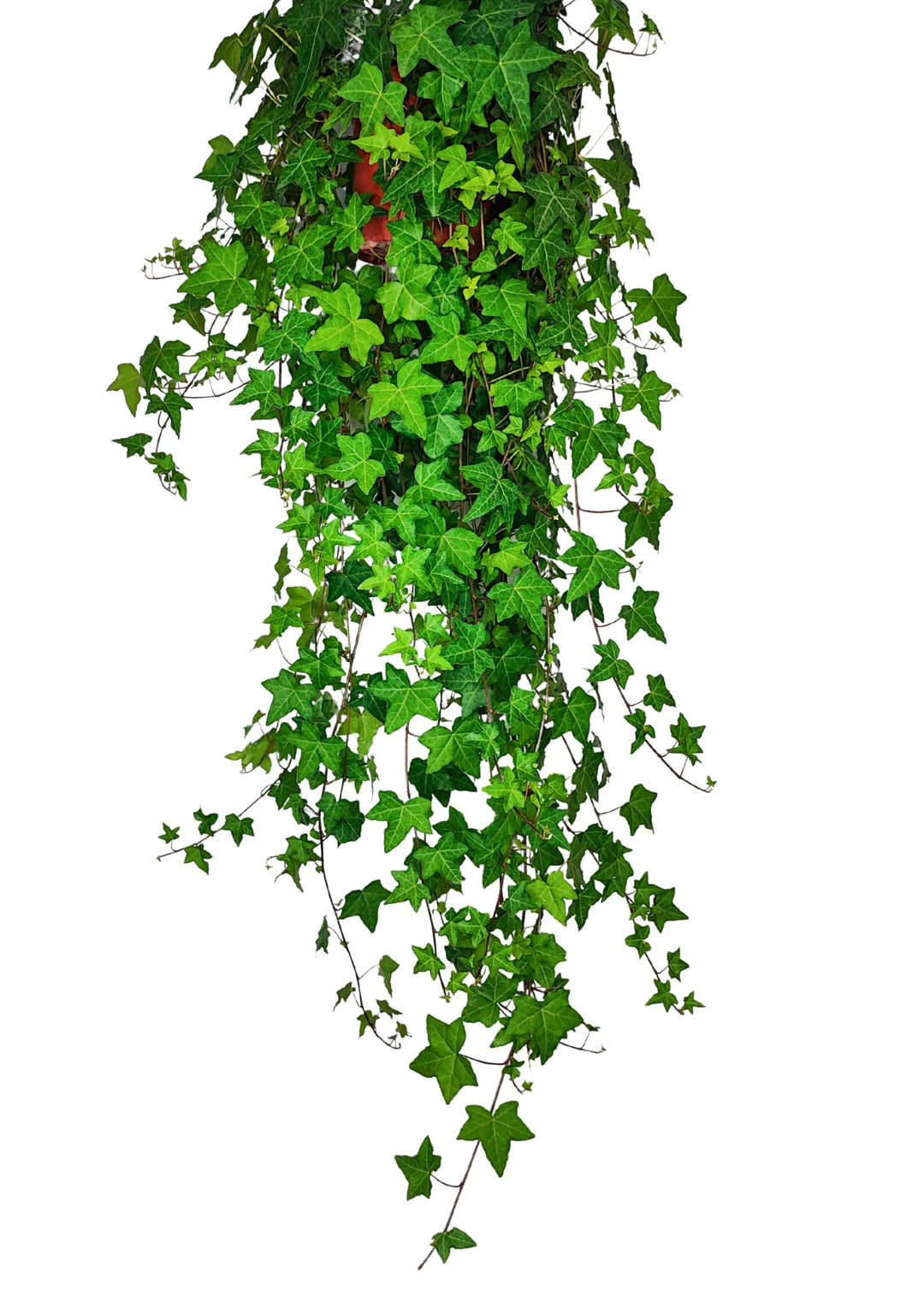 Hedera Helix Pendente - Lunghezza Pianta 60 cm, Vaso Basket Diametro 17 cm