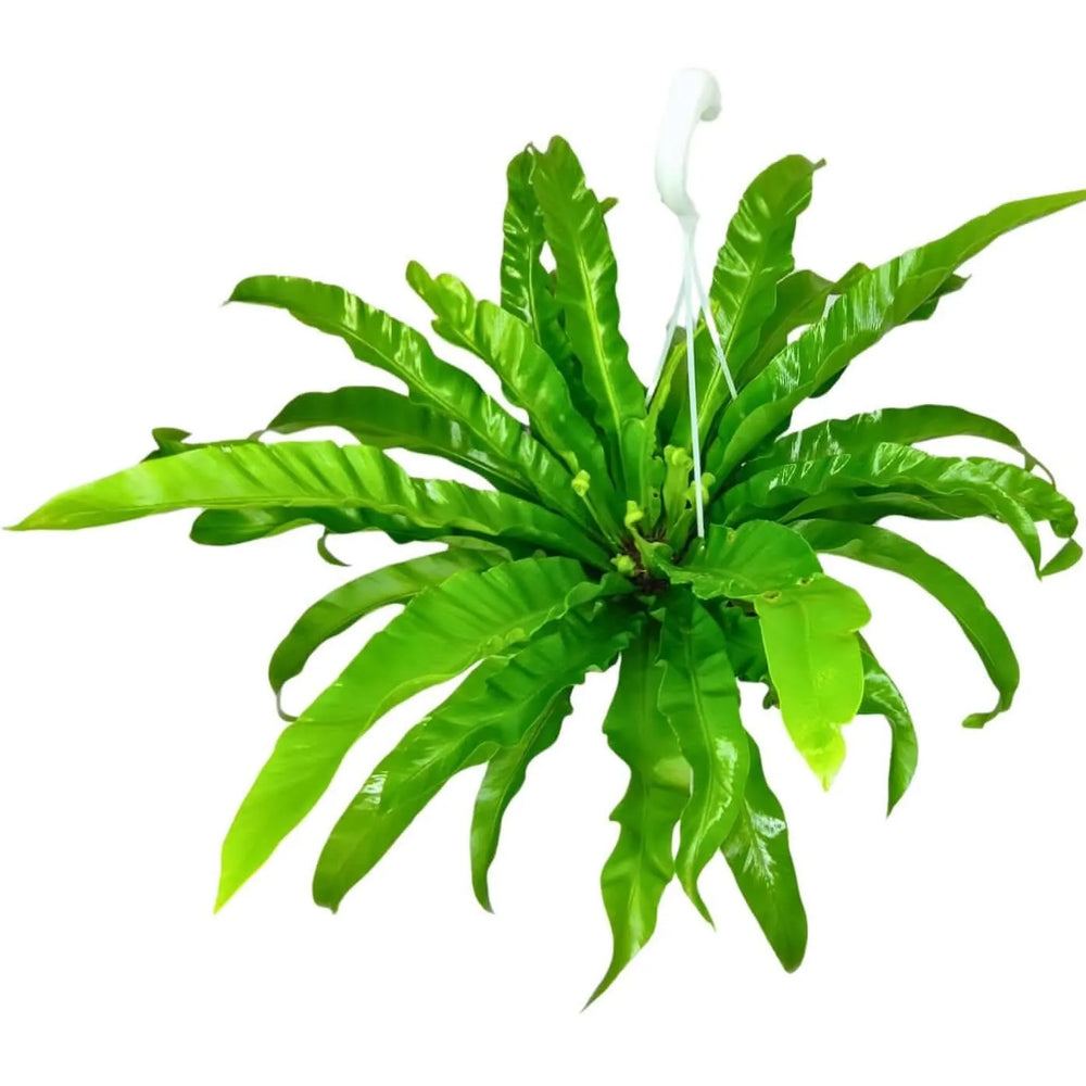 Dettaglio delle foglie verdi lucide dell’Asplenium Anticum

