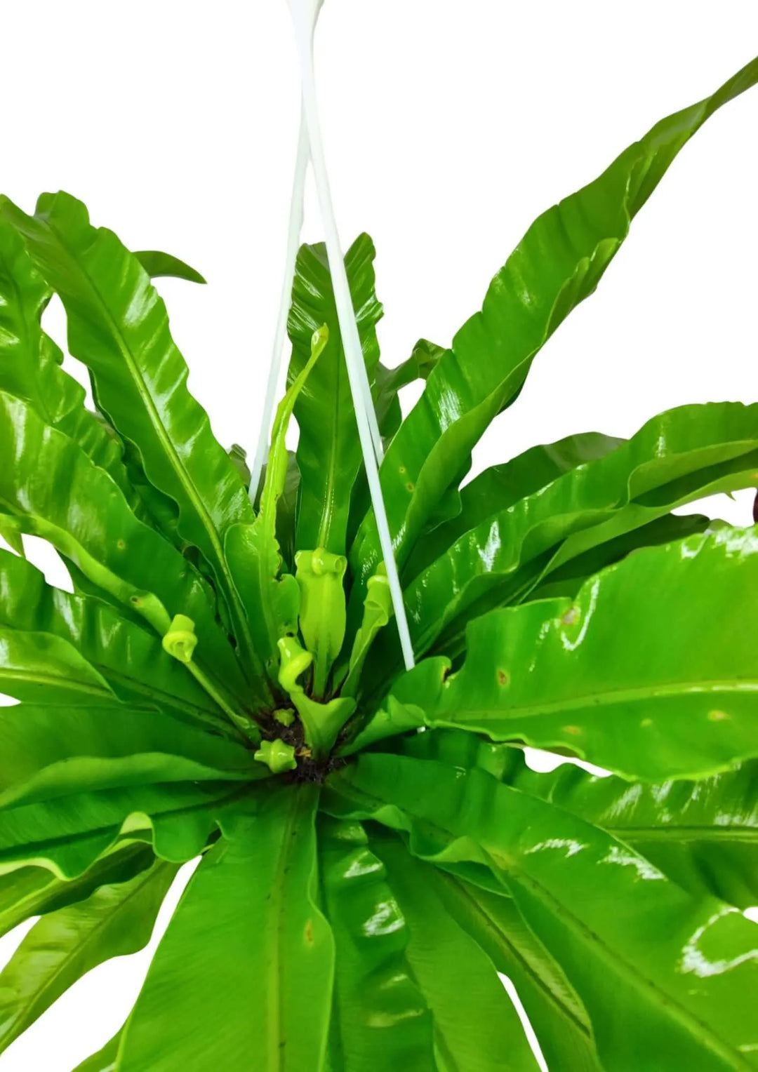 Asplenium Anticum vista dall’alto con fogliame compatto

