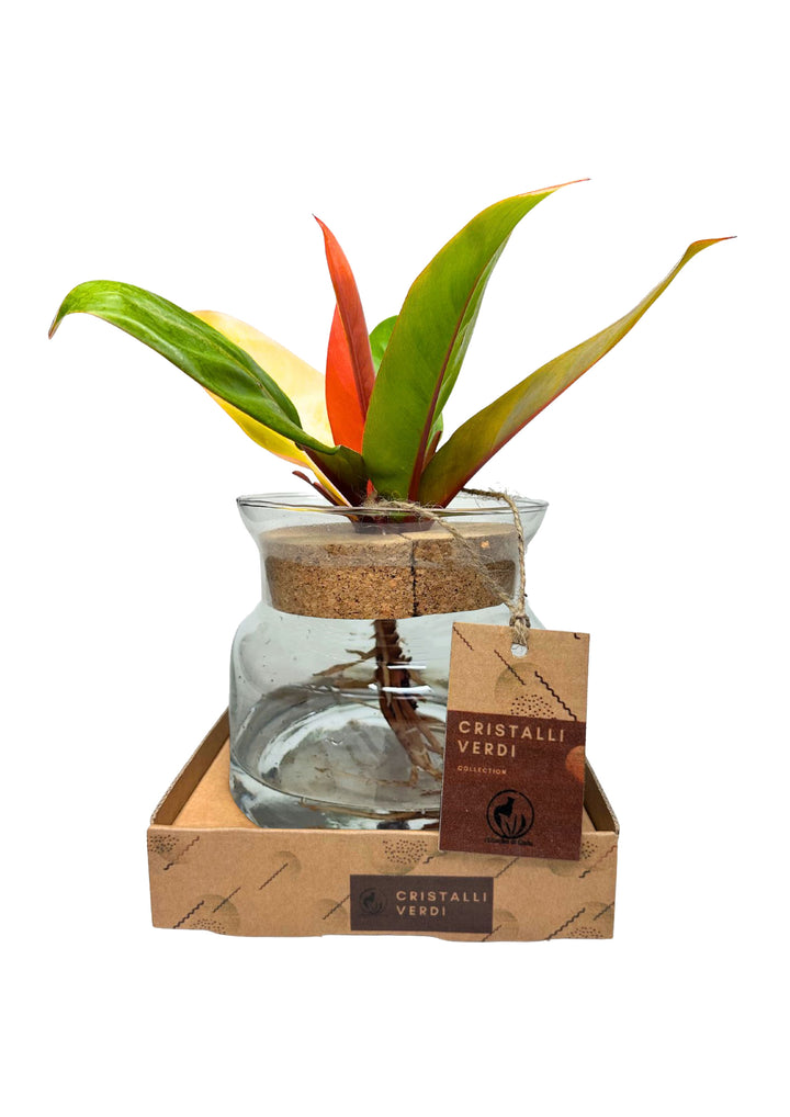 Philodendron Prince of Orange in Idrocoltura