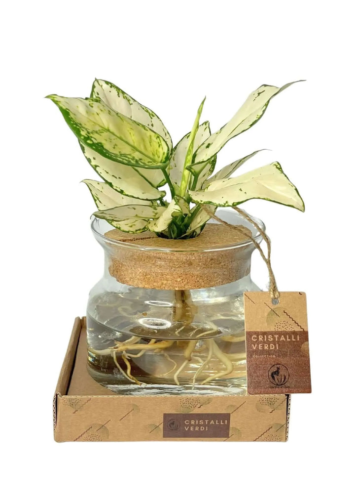 Aglonema White Kiwi in vaso di vetro con tappo in sughero e scatola Cristalli Verdi

