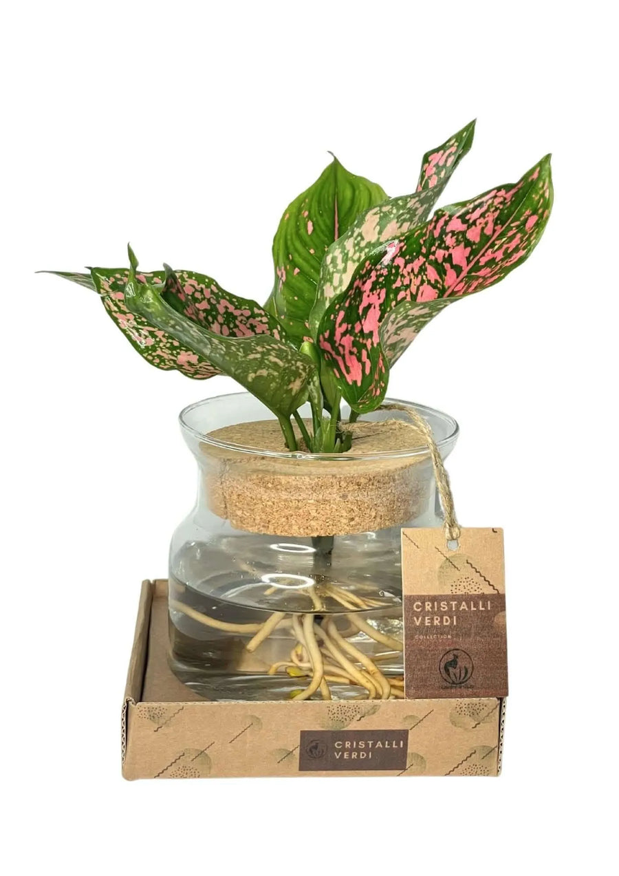 Pianta Aglaonema Pink Beauty in vaso di vetro su base in cartone kraft

