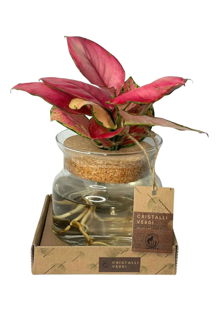 Pianta Aglaonema Red Anjamani in vaso di vetro con radici visibili

