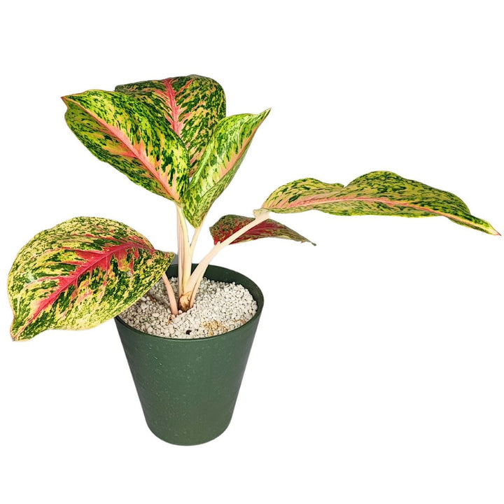 Aglaonema 'Red Siam' in Idrocoltura con Perlite  - Pianta  Vera