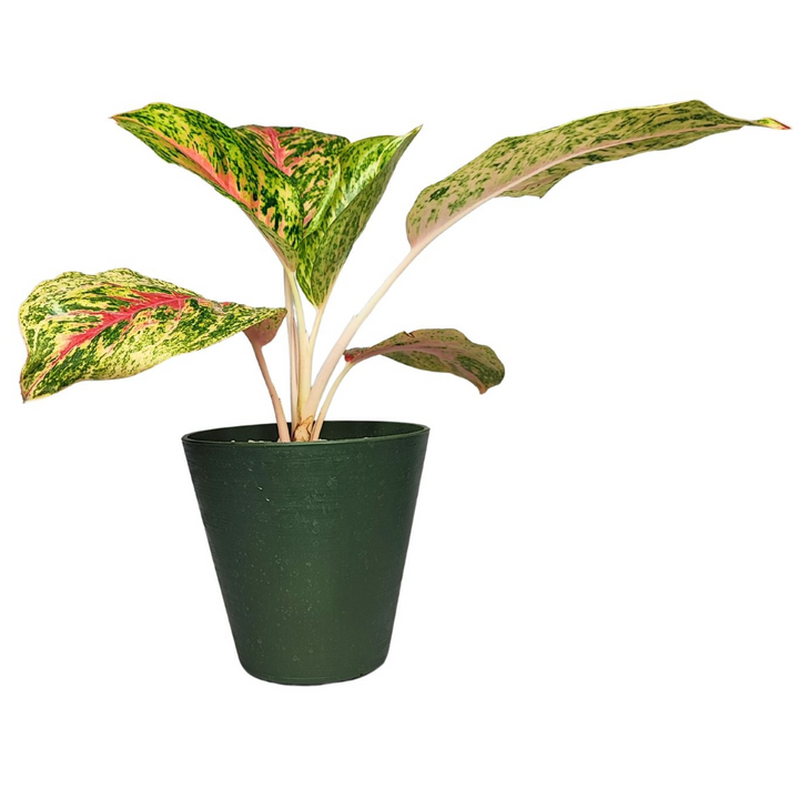 Aglaonema 'Red Siam' in Idrocoltura con Perlite  - Pianta  Vera