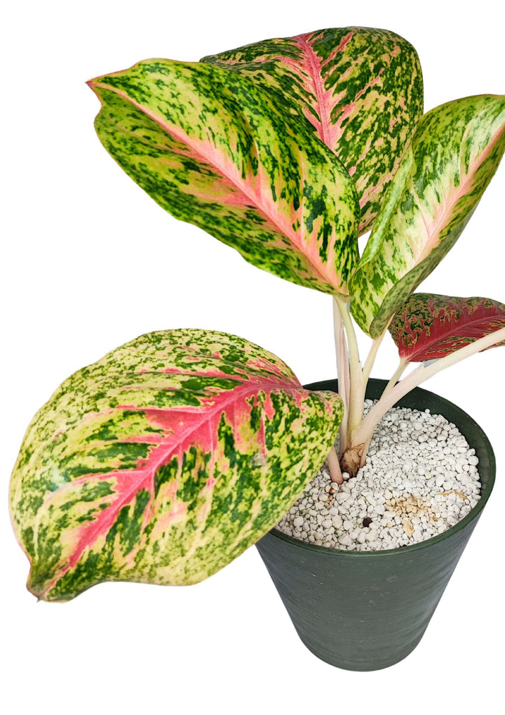 Aglaonema 'Red Siam' in Idrocoltura con Perlite  - Pianta  Vera