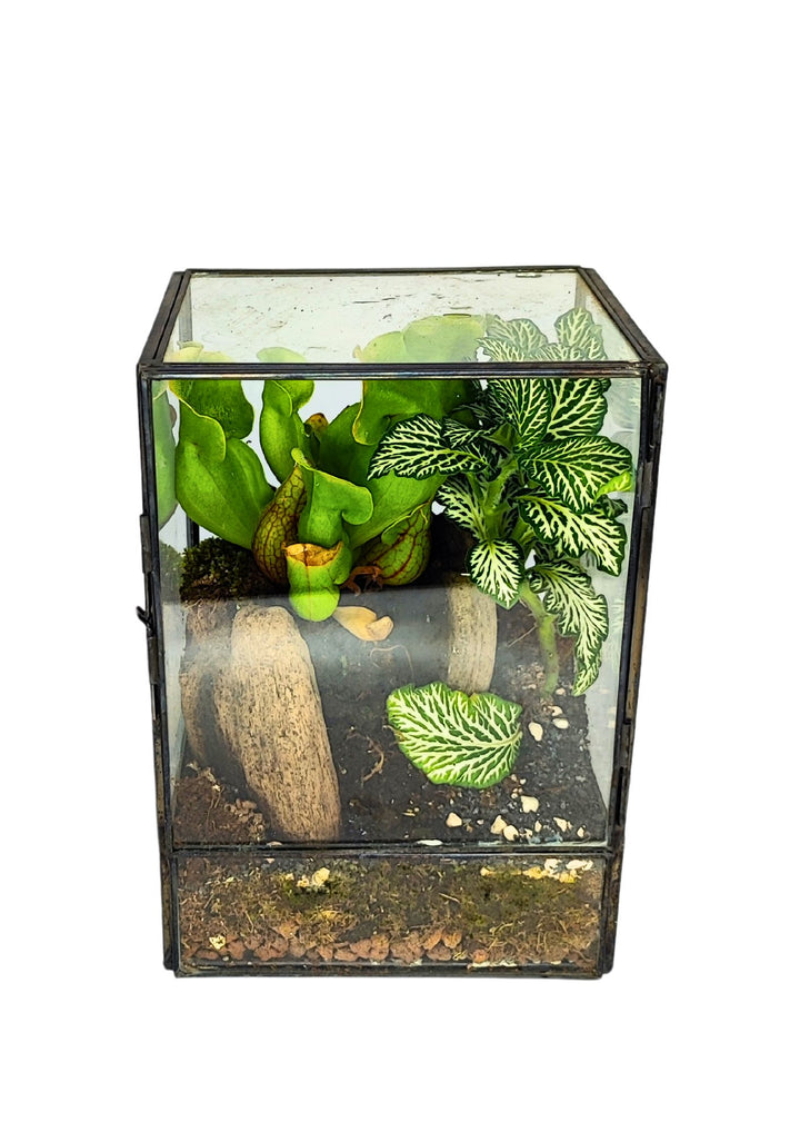 L'immagine mostra un terrarium in vetro con una struttura nera. All'interno del terrarium ci sono diverse piante, tra cui una pianta carnivora verde e una pianta con foglie verdi e bianche. Sul fondo del terrarium sono presenti pietre e terra, mentre alcuni elementi decorativi, come un pezzo di legno, arricchiscono l'allestimento. Il terrarium crea un ambiente naturale in miniatura, ideale per le piante che richiedono un'umidità controllata.





