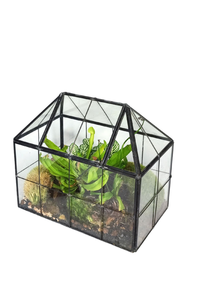 kit terrarium geometrico fai da te con 4 piantine  2KITTERROM61