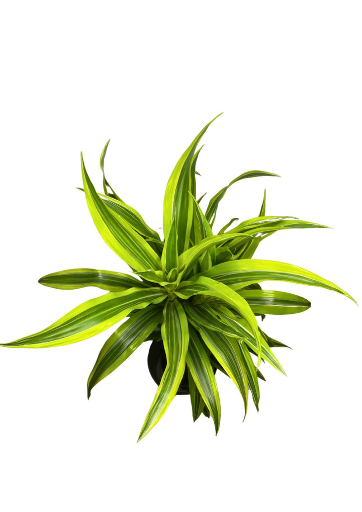 Dracaena 'Lemon Lime' - Altezza Pianta 100 cm, Vaso Diametro 19 cm