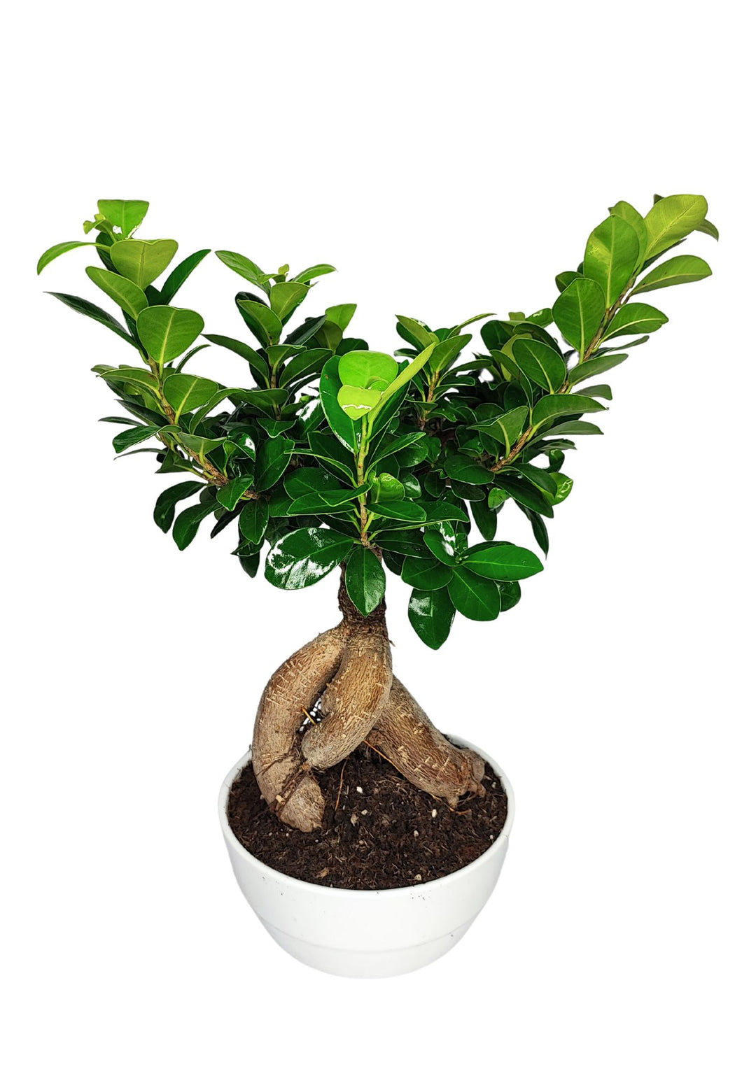 Bonsai Ficus Ginseng - Altezza Pianta 50 cm, Vaso di Ceramica 'Novara' Diametro 18 cm