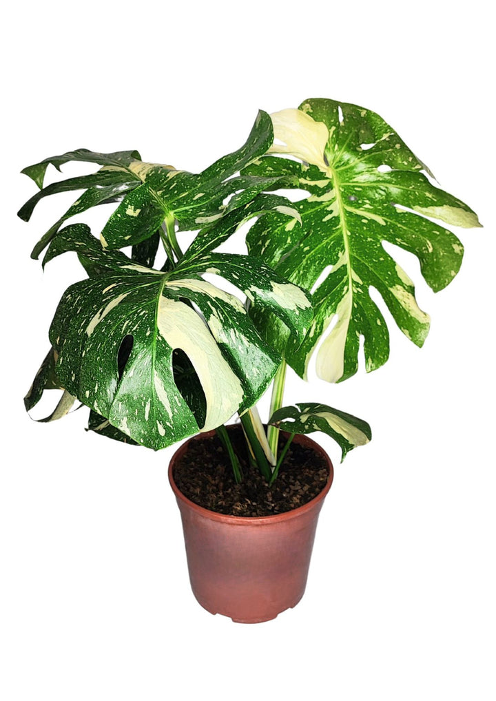 Monstera Thai Constellation - Altezza Pianta 65 cm, Vaso Diametro 19 cm