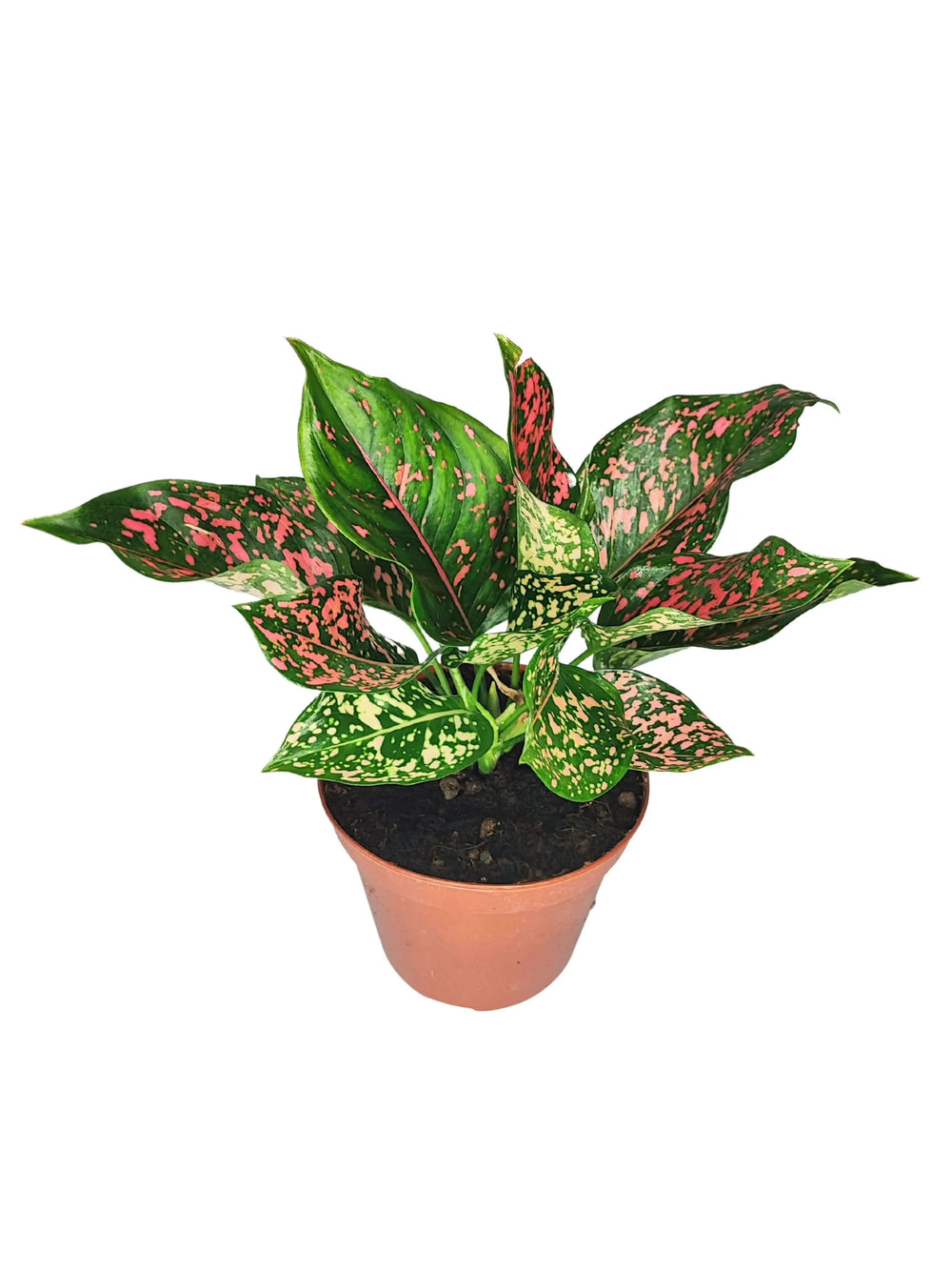 Aglaonema Pink Beauty in vaso – pianta da interno con foglie rosa e verdi, ideale per ambienti luminosi e arredamenti moderni