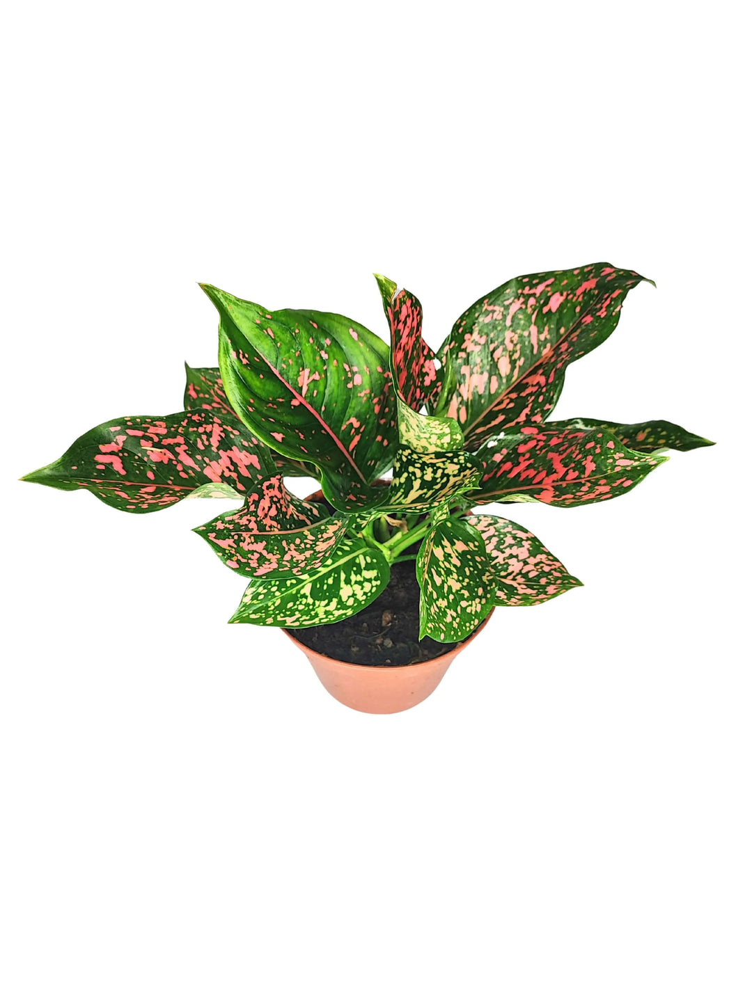 Aglaonema Pink Beauty vista dall’alto – pianta ornamentale con foglie rosa screziate di verde, perfetta per interni moderni e luminosi