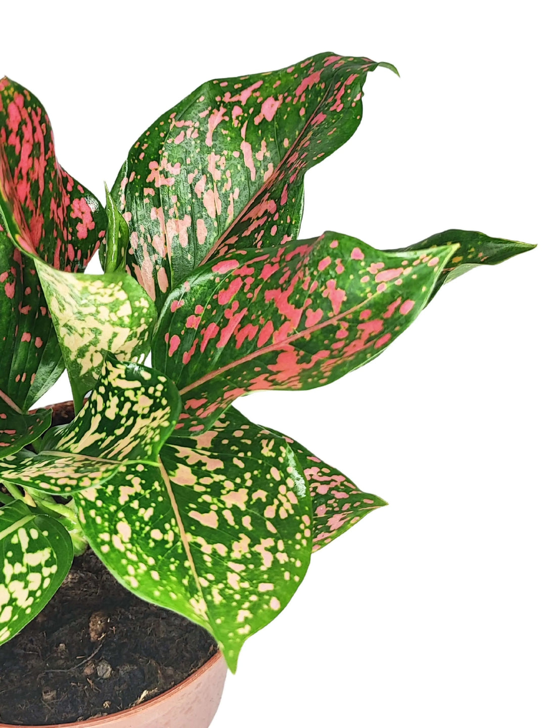Dettaglio foglie Aglaonema Pink Beauty – variegatura rosa e verde brillante su pianta da interno resistente e decorativa