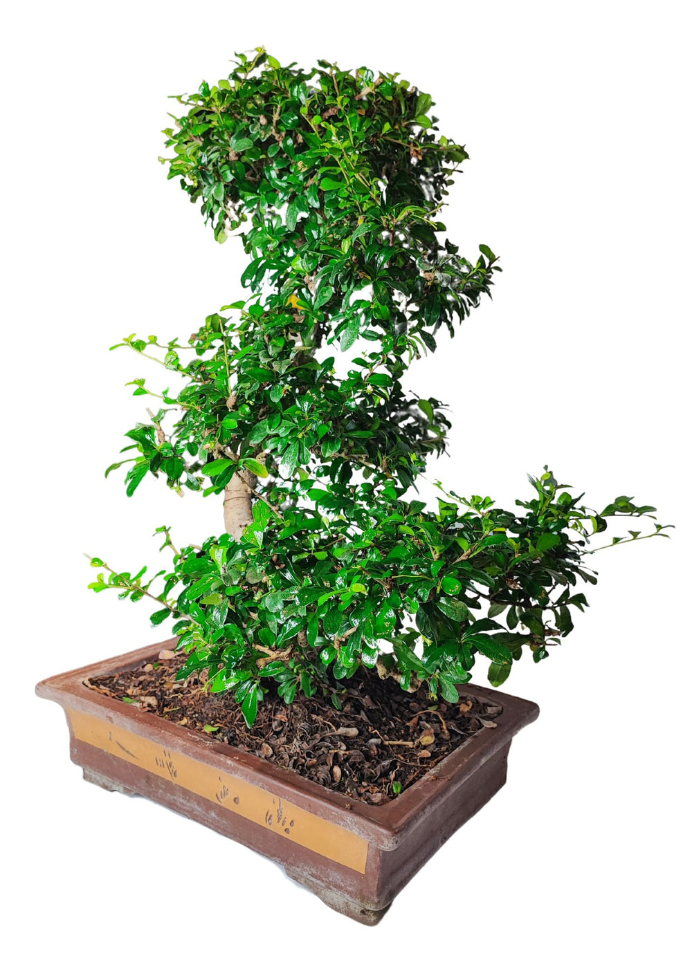 Bonsai in un vaso rettangolare decorato con tonalità marroni e ocra. La pianta ha un tronco robusto e contorto, con una chioma densa e compatta di foglie verdi lucide. La forma del bonsai è ben definita, con i rami che seguono un andamento sinuoso, creando un aspetto elegante e armonioso. Il vaso, decorato con motivi semplici, aggiunge un tocco classico e tradizionale, completando l'estetica raffinata del bonsai.