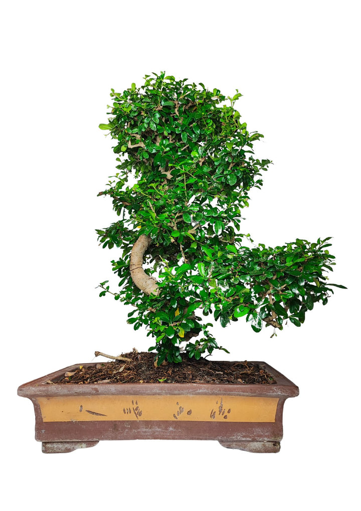 Bonsai coltivato in un vaso rettangolare di colore marrone e ocra, decorato con motivi semplici. La pianta ha un tronco contorto che segue una curva elegante, con una chioma folta di foglie verdi lucide. I rami sono ben distribuiti, creando un equilibrio visivo e una forma armoniosa. Il bonsai presenta un aspetto raffinato e tradizionale, perfetto per un ambiente che valorizza l'arte e la natura.