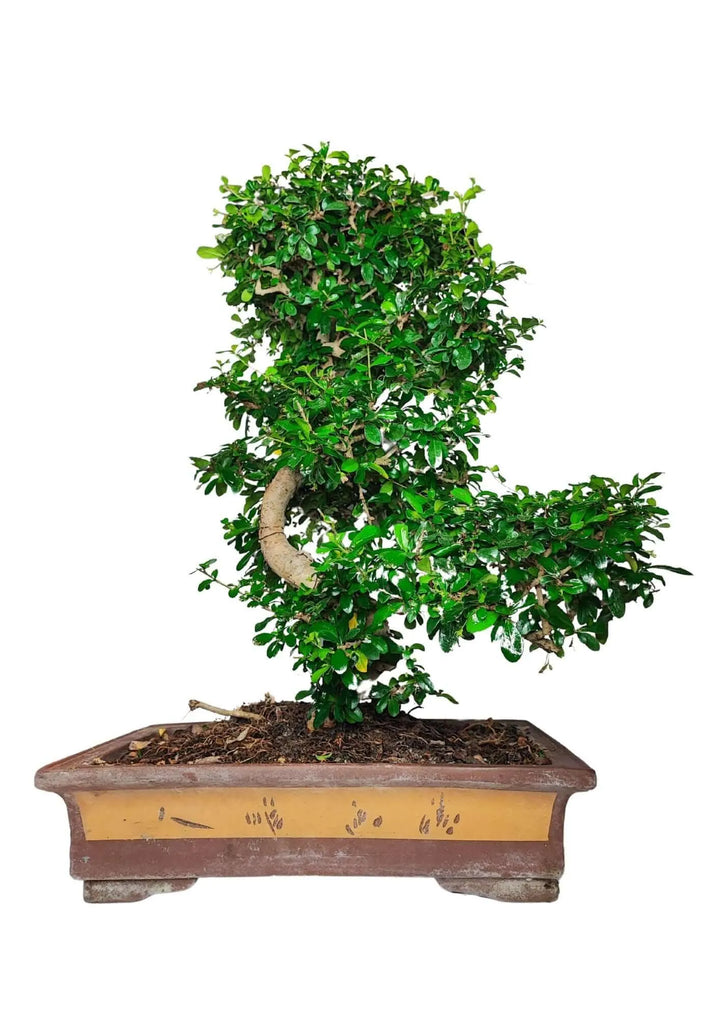 Dettaglio del tronco curvo e compatto del Bonsai Carmona