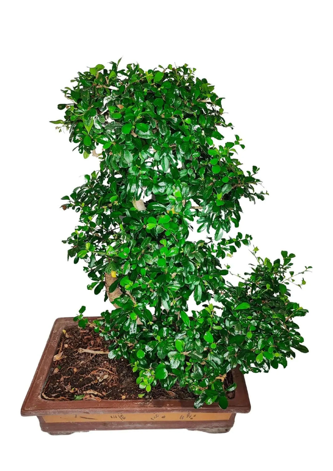 Bonsai Carmona ripreso dall’alto, con chioma ben strutturata