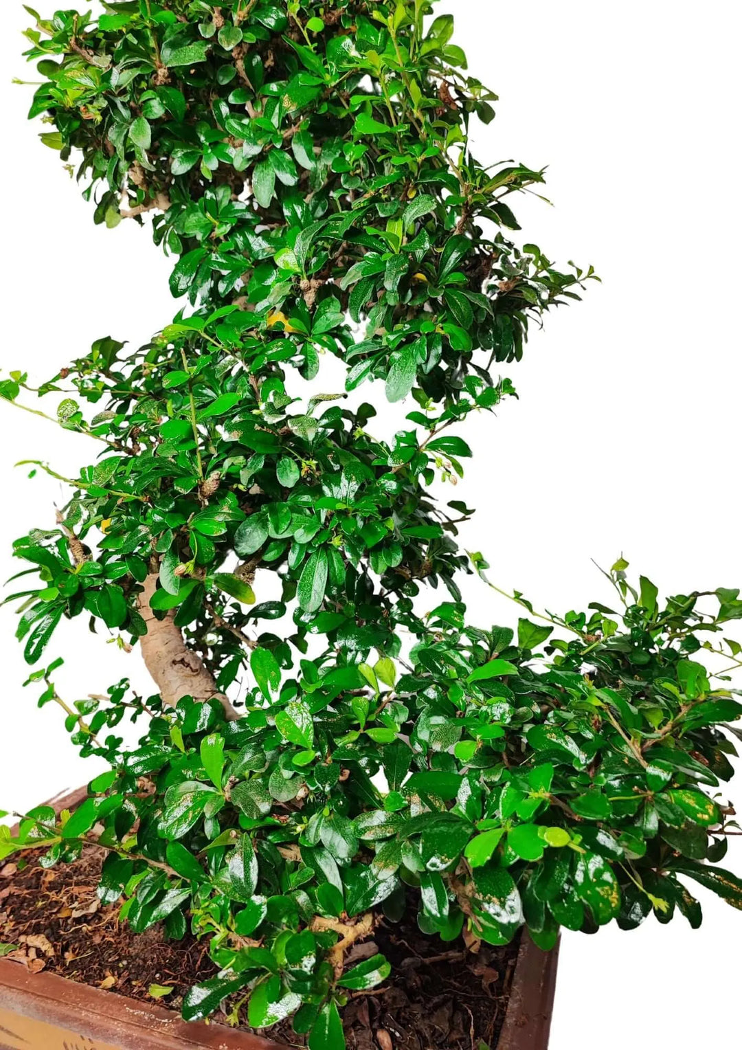 Particolare delle foglie lucide del Bonsai Carmona in vaso